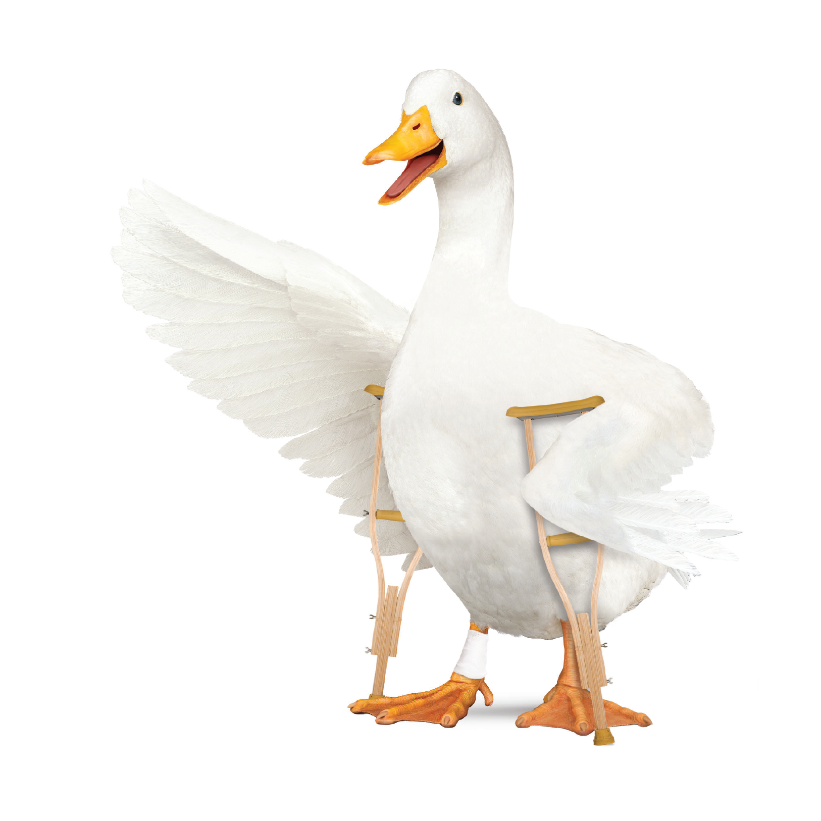 Aflac Ducks-STD